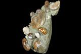 Tall, Composite Ammonite Fossil Sculpture #120703-3